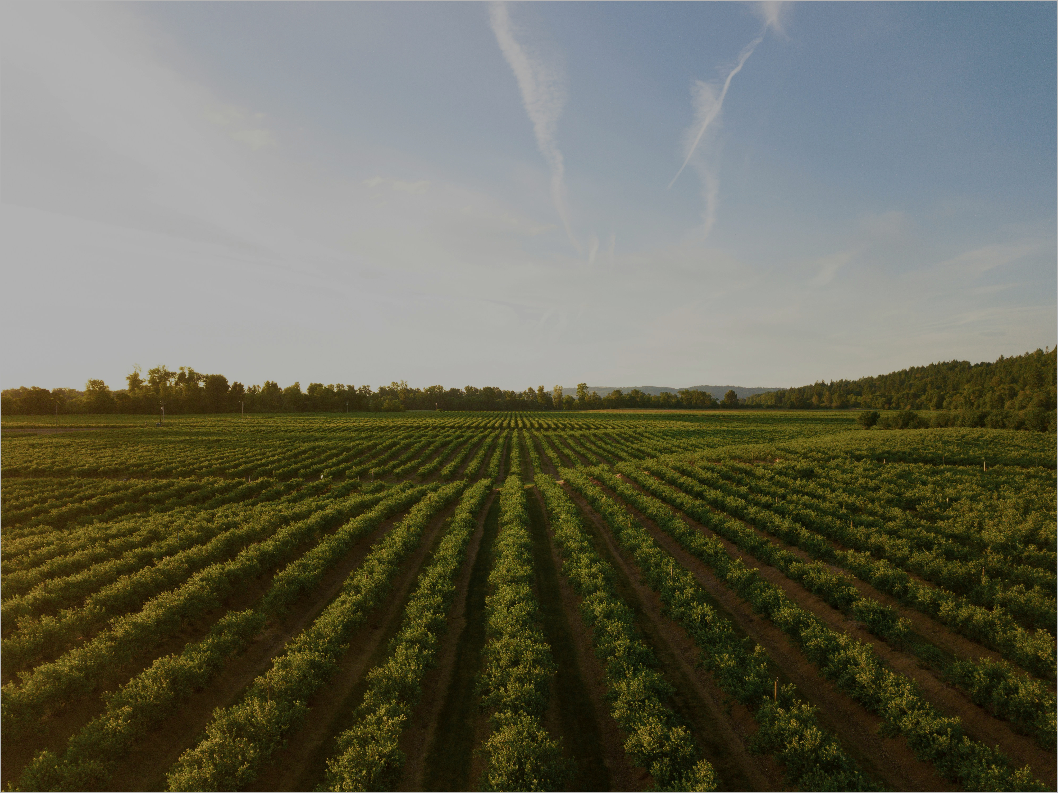 Agricultural services